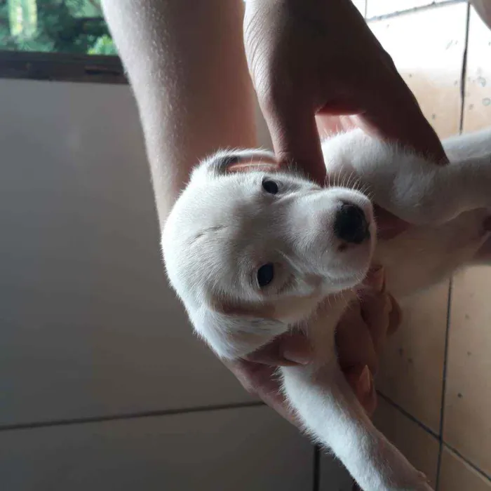 Cachorro raça  idade Abaixo de 2 meses nome Thor