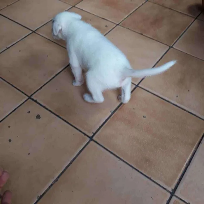 Cachorro raça  idade Abaixo de 2 meses nome Thor