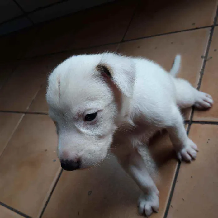 Cachorro raça  idade Abaixo de 2 meses nome Thor