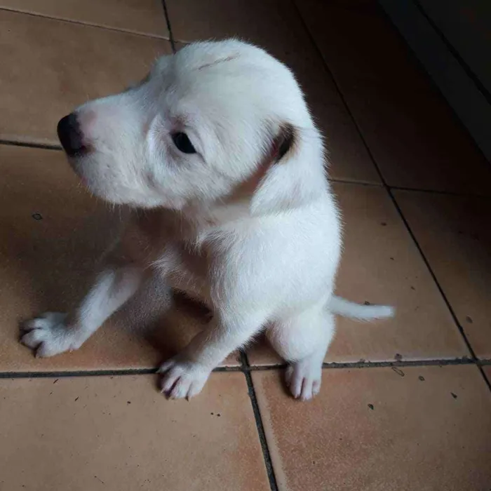 Cachorro raça  idade Abaixo de 2 meses nome Thor