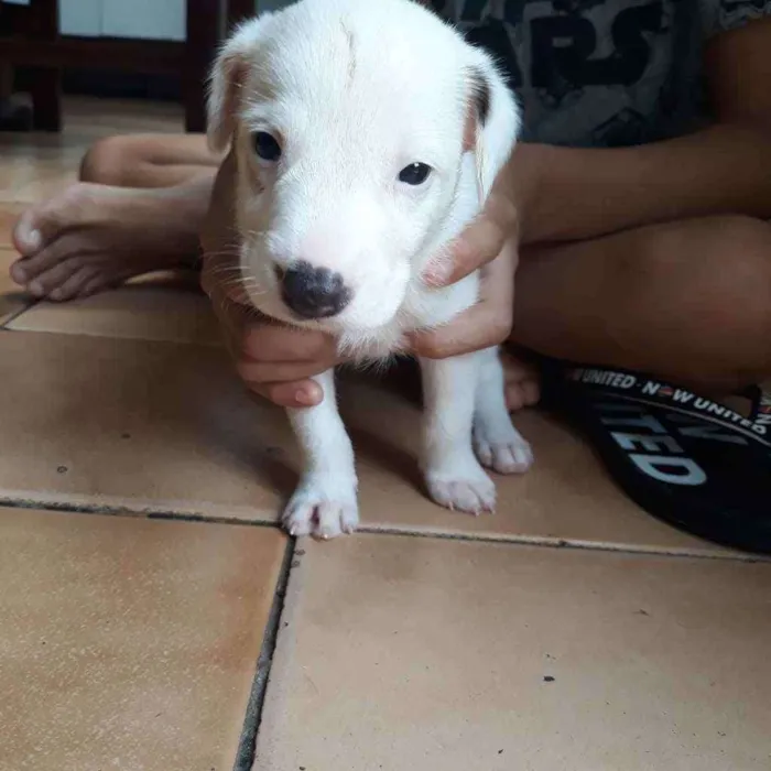 Cachorro raça  idade Abaixo de 2 meses nome Thor