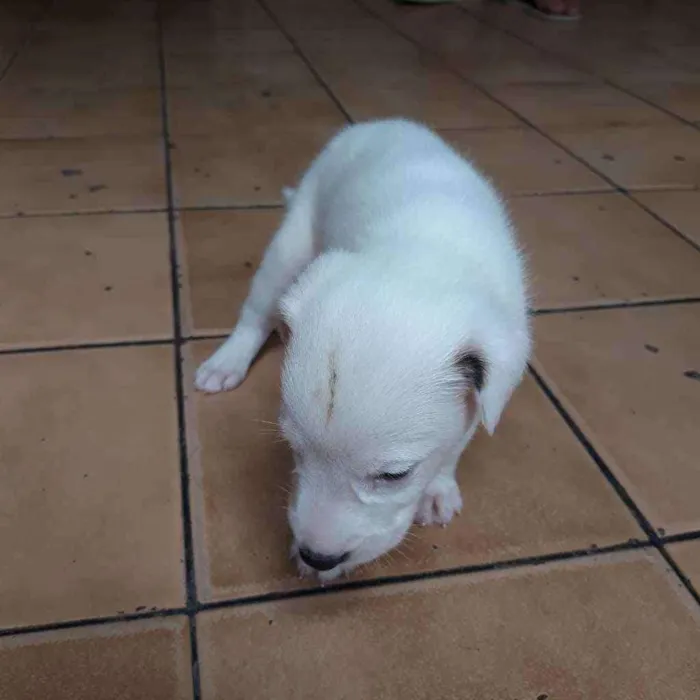 Cachorro raça  idade Abaixo de 2 meses nome Thor