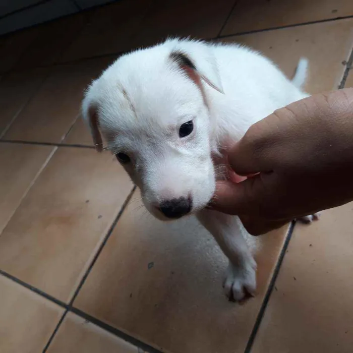 Cachorro raça  idade Abaixo de 2 meses nome Thor
