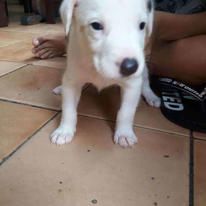 Cachorro raça  idade Abaixo de 2 meses nome Thor