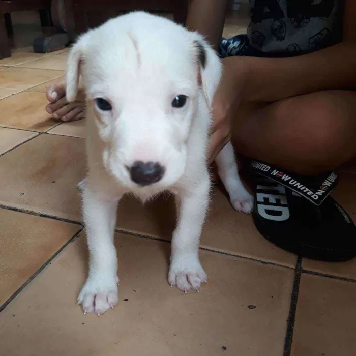 Cachorro raça  idade Abaixo de 2 meses nome Thor