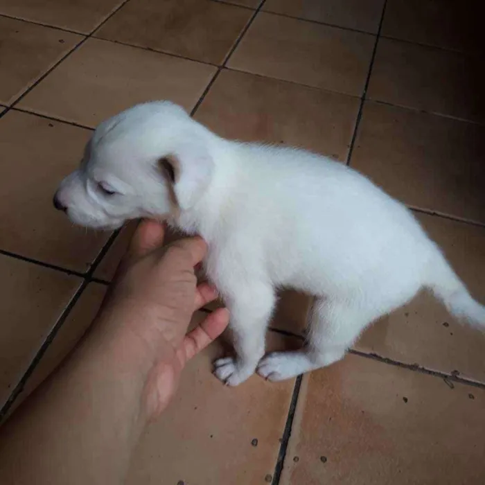 Cachorro raça  idade Abaixo de 2 meses nome Thor
