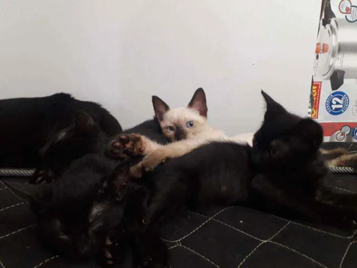 Gato raça  idade 2 a 6 meses nome Sem nome