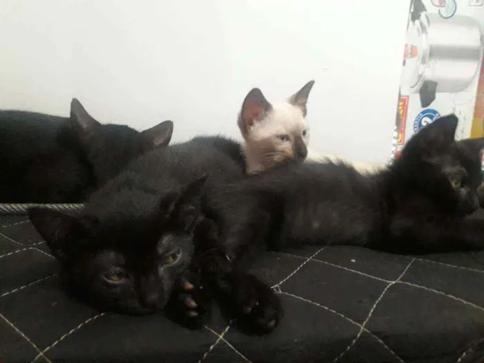 Gato raça  idade 2 a 6 meses nome Sem nome