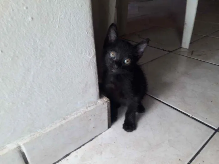 Gato raça  idade 2 a 6 meses nome Sem nome