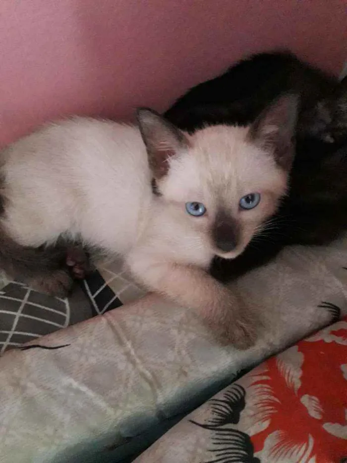 Gato raça  idade 2 a 6 meses nome Sem nome