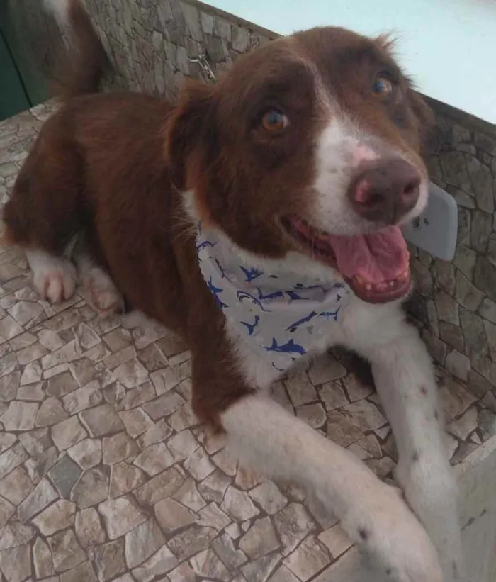 Cachorro ra a Budercole idade 6 ou mais anos nome Tobias 