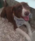 Tobias