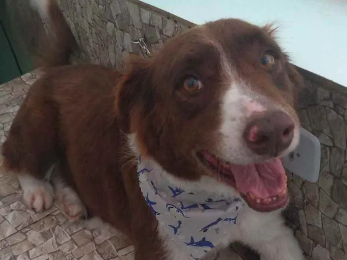 Cachorro ra a Budercole idade 6 ou mais anos nome Tobias 