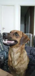 Amiguinho