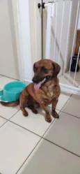 Amiguinho