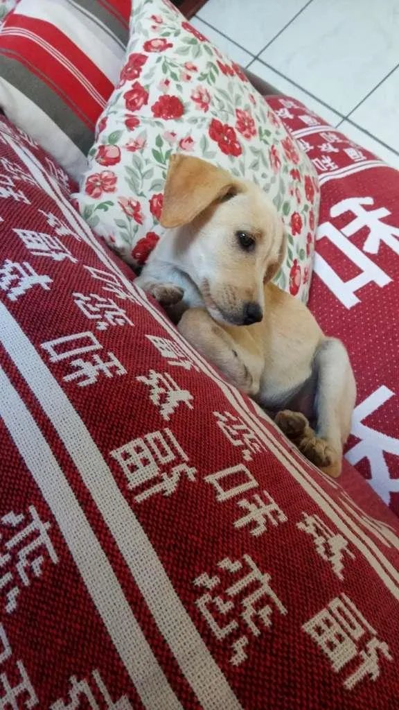 Cachorro raça SRD-ViraLata idade 2 a 6 meses nome Oliver, Kaite e Laik