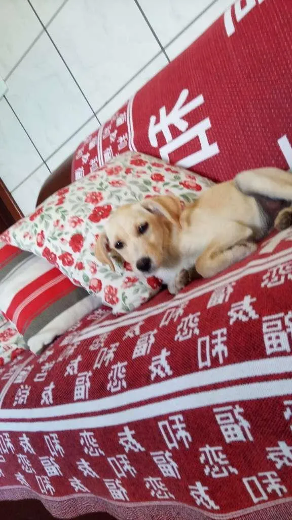 Cachorro raça SRD-ViraLata idade 2 a 6 meses nome Oliver, Kaite e Laik