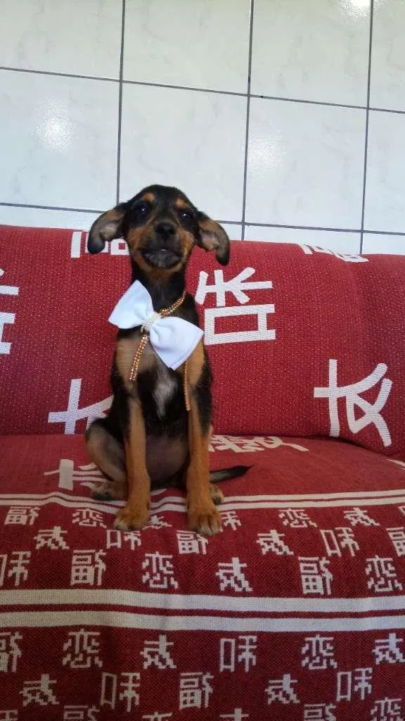 Cachorro raça SRD-ViraLata idade 2 a 6 meses nome Oliver, Kaite e Laik