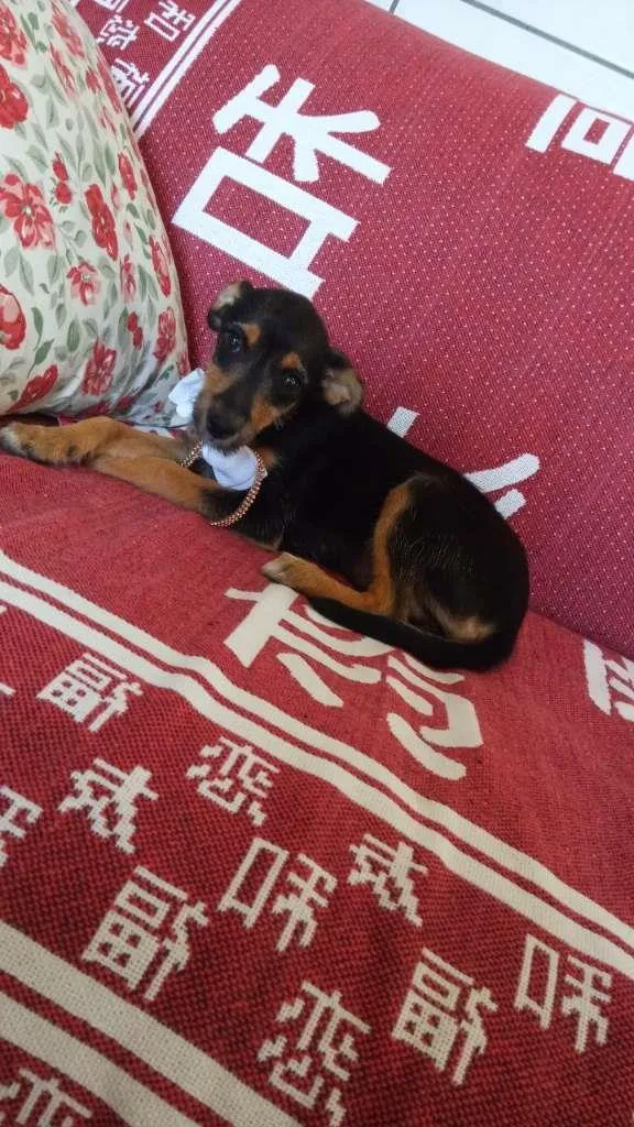 Cachorro raça SRD-ViraLata idade 2 a 6 meses nome Oliver, Kaite e Laik