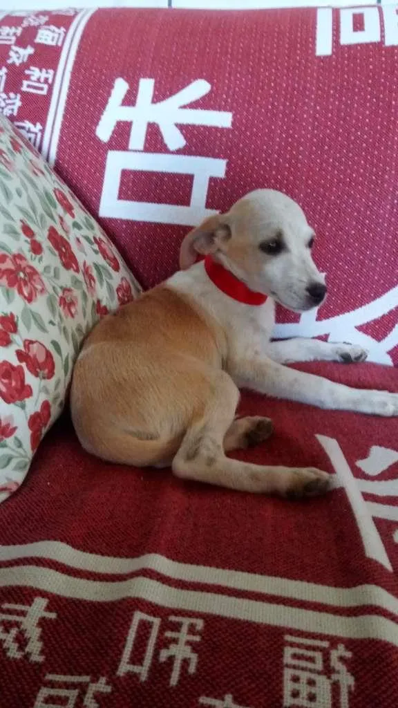 Cachorro raça SRD-ViraLata idade 2 a 6 meses nome Oliver, Kaite e Laik