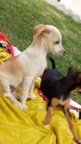 Oliver, Kaite e Laik