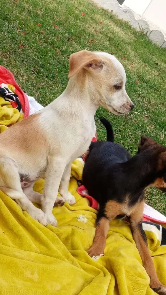 Cachorro raça SRD-ViraLata idade 2 a 6 meses nome Oliver, Kaite e Laik