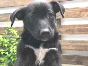 Cachorro raça Sem Raça Definida idade 2 a 6 meses nome Sem nome