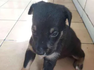 Cachorro raça  idade Abaixo de 2 meses nome Fred