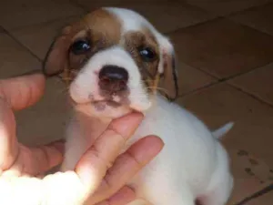 Cachorro raça  idade Abaixo de 2 meses nome Romana