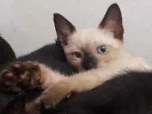 Gato raça  idade 2 a 6 meses nome Sem nome