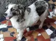 Roberto
