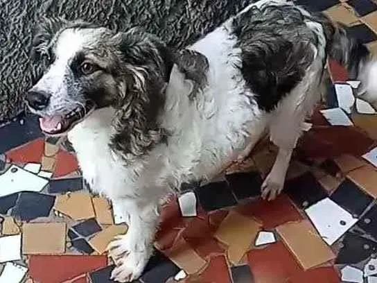 Cachorro ra a SRD idade 1 ano nome Roberto