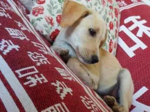 Cachorro raça SRD-ViraLata idade 2 a 6 meses nome Oliver, Kaite e Laik