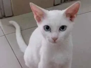 Gato raça Vira lata  idade 7 a 11 meses nome Kauã