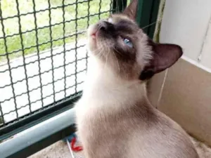 Gato raça Sianes idade 7 a 11 meses nome Jaci 