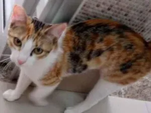 Gato raça Vira lata  idade 7 a 11 meses nome Juju