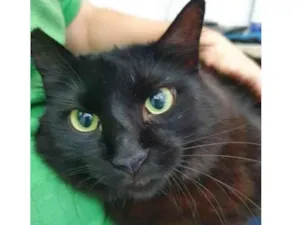 Gato raça Vira lata  idade 3 anos nome Anastacia 