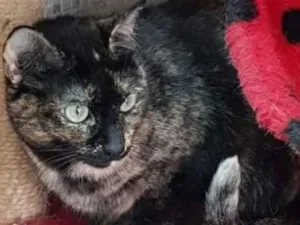 Gato raça Vira lata  idade 3 anos nome Zinha 