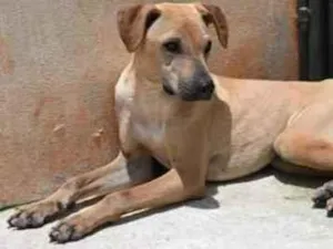 Cachorro raça Vira lata  idade 1 ano nome Alvaro 