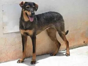 Cachorro raça Vira lata  idade 1 ano nome Mary