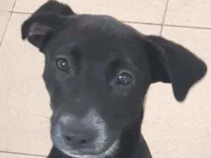Cachorro raça Vira lata  idade 7 a 11 meses nome Bebel
