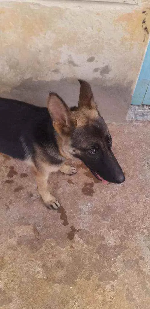 Cachorro raça Pastor alemão  idade 7 a 11 meses nome Nega