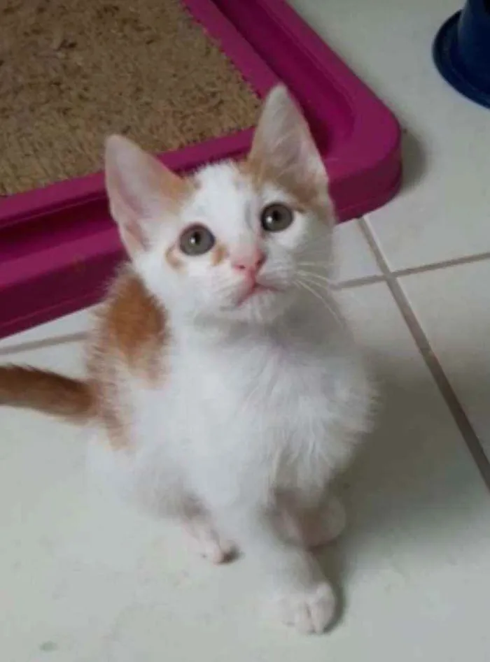 Gato ra a Srd idade 2 a 6 meses nome Hugo