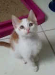 Hugo