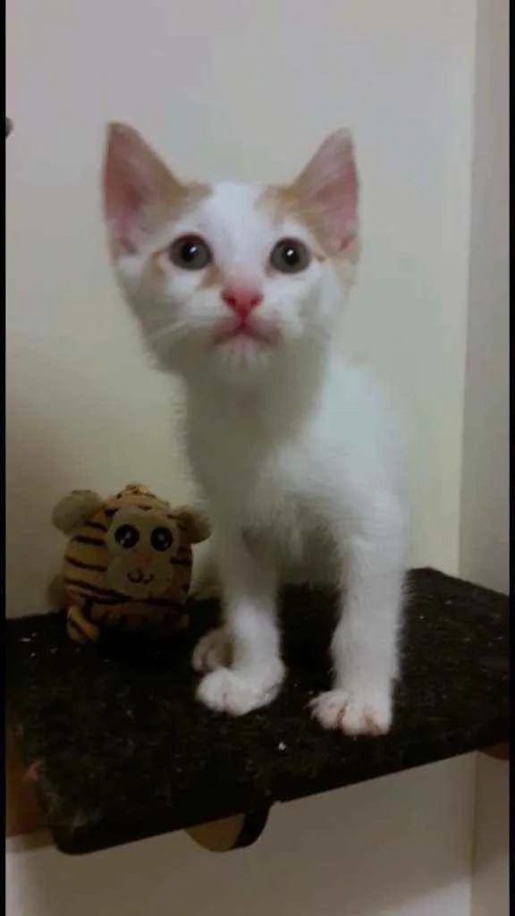 Gato ra a Srd idade 2 a 6 meses nome Hugo
