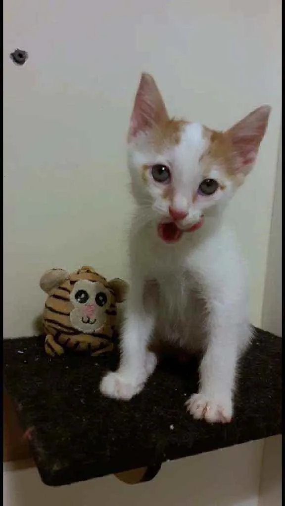 Gato ra a Srd idade 2 a 6 meses nome Hugo