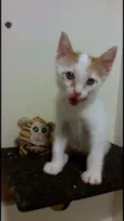 Hugo