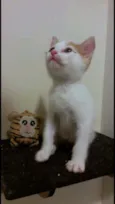 Hugo