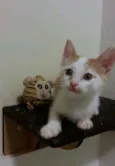Hugo
