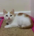 Hugo